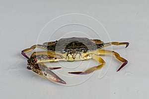 Front view of Blue manna crab, Sand crab. Flower crab. Portunus pelagicus  on a white background. Close-up photo of fresh