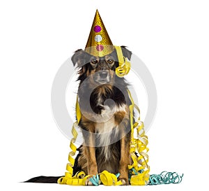 Front view of a Border collie partying, sitting,