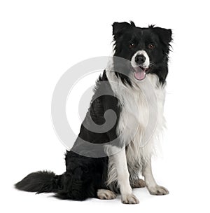 Front view of Border Collie, sitting and panting