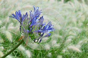 Front view of a bright blue blooming flower of Agapanthus, or Lily of the Nile