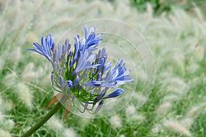 Front view of a bright blue blooming flower of Agapanthus, or Lily of the Nile