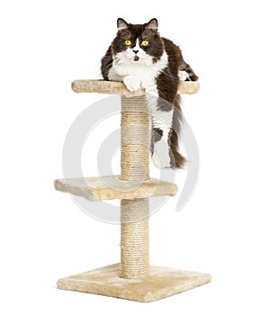 Front view of a British longhair lying on top of a cat tree