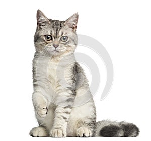 Front view of a British Shorthair kitten