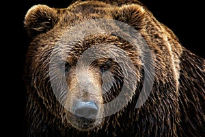 Front view of brown bear isolated on black background.