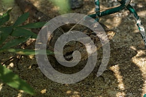 Front view of a brown color lizard. photo