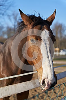 Front view of a brown horse on a horse farm