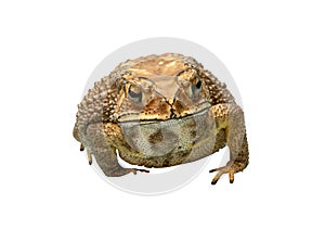 Front view of brown toad isolated on white background with clipping path