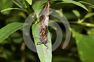 A front view of a brown white falter sitting on a leaf with closed wings photo