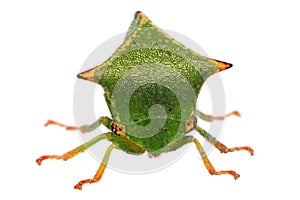 Front View of a Buffalo Treehopper