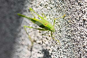 Front view of a bush cricket