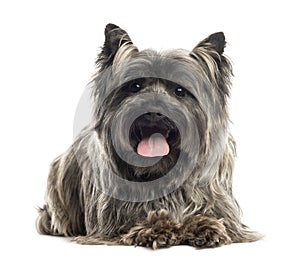 Front view of a Cairn Terrier lying, panting, isolated