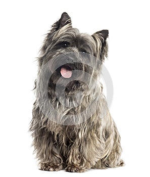 Front view of a Cairn Terrier sitting, panting, isolated photo