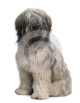Front view of Catalan Sheepdog, sitting photo