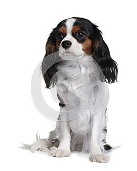 Front view of Cavalier King Charles, sitting
