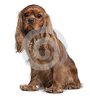 Front view of Cavalier King Charles, sitting