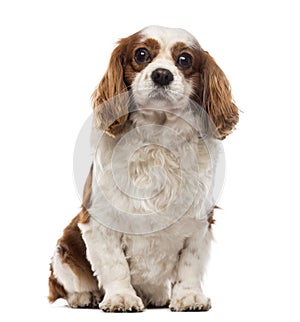 Front view of a Cavalier King Charles Spaniel sitting