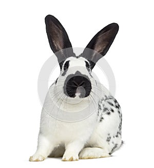 Front view of Checkered rabbit