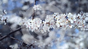 Front view of a cherry flower blooming in spring. Glide along a branch with a of white flowers, closeup