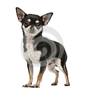 Front view of a chihuahua puppy isolated on white photo