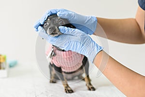 Front view chihuahua small dog examined by vet doctor, free prevention and treatment of animals