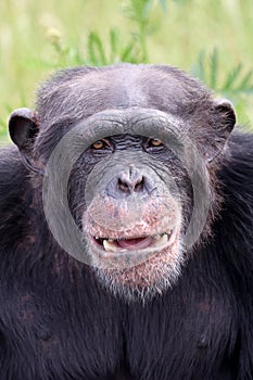 Front view of chimpanzee