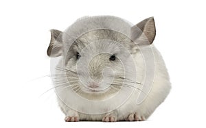 Front view of a Chinchilla, isolated
