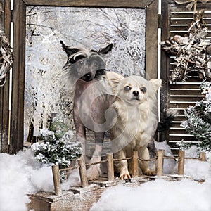 Front view of a Chinese crested dog puppy and Chihuahua standing on a bridge