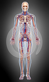 Front view Circulatory of male body in gray