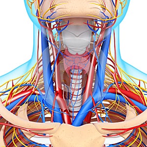Front view of circulatory system of head