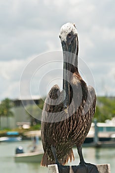 Brown pelican standing on wood piling in tropical marina