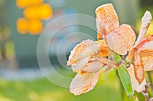 Yellow-orange, hybrid Lilly, in a tropical garden