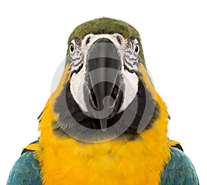 Front view close-up of a Blue-and-yellow Macaw, Ara ararauna, 30 years old photo