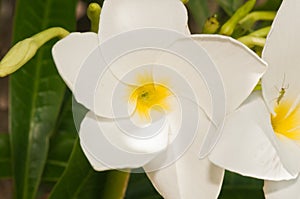 White, tropical, blooming flower photo