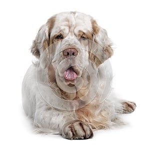 Front view of Clumber Spaniel dog, lying down