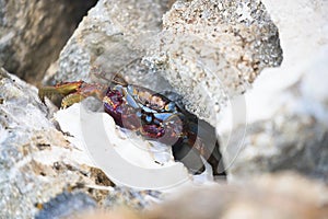 Front View of Colorful ocean crab in Grand Cayman Islands