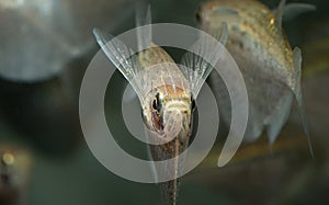 Front view of a common hatchetfish in an aquarium