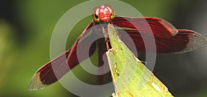 Front View of Common Parasol (Neurothemis Fluctuans) on The Leaves