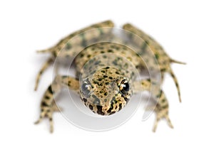 Front view of a Common parsley frog from up high