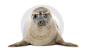 Front view of a Common seal lying, facing, Phoca vitulina