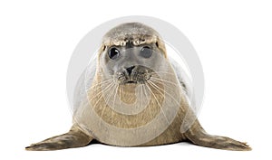 Front view of a Common seal lying, facing, Phoca vitulina photo