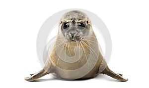 Front view of a Common seal lying, looking at the camera