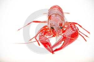 Front view of crayfish