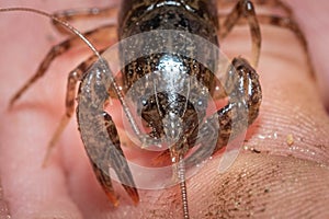 Front view of a Crayfish or Crawdad