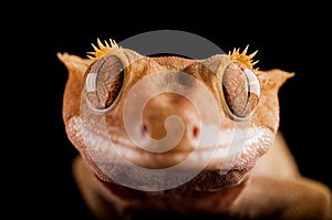 Crested gecko