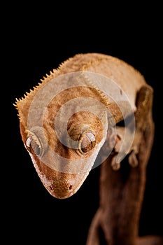 Crested gecko