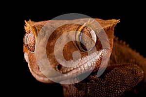 Crested gecko