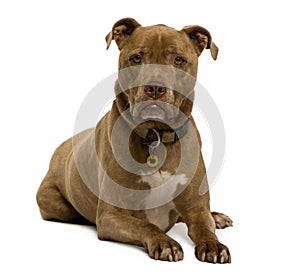 Front view of Crossbreed dog lying down