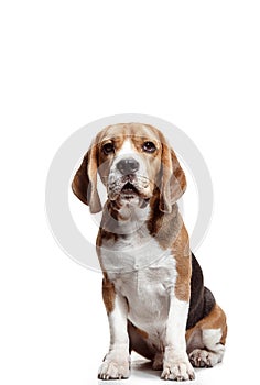 Front view of cute beagle dog sitting, isolated on a white background