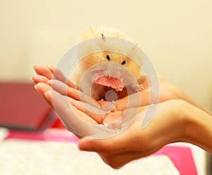 Front view of Cute Orange and White Syrian or Golden Hamster Mesocricetus auratus eating snack food on girl`s hand. Taking Care