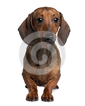 Front view of Dachshund, sitting
